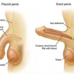 Proses Terjadinya Ereksi dan Ejakulasi Pada Penis