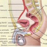 Cara Kerja Sistem Reproduksi Pria