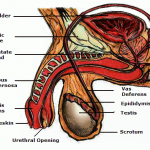 Fungsi dan Anatomi Penis