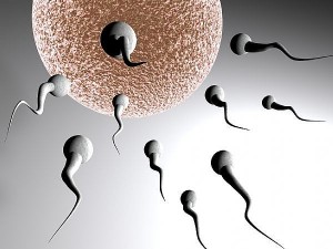 Perjalanan sperma membuahi sel telur