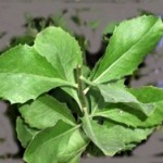 Ramuan Tradisional Untuk Mengobati Keputihan