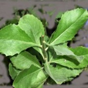 Daun beluntas obat keputihan