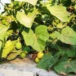 Resep Tradisional Menguatkan Ereksi dan Otot Penis (Zakar)