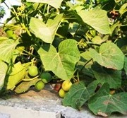 Cara menguatkan ereksi otot penis