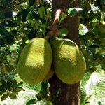 Cara Memperbanyak Air Susu Ibu Dengan Ramuan Tradisional