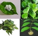 Jamu Tradisional Untuk Menyempitkan Vagina Wanita