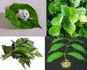 Jamu tradisional wanita