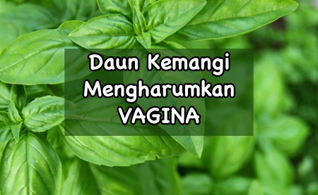 Kemangi dapat mengharumkan vagina
