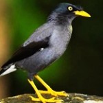 Khasiat Burung Jalak Hitam Untuk Sembuhkan Lemah Syahwat