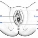 Serba-Serbi Klitoris