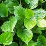 Jamu Tradisional Untuk Mengharumkan Vagina