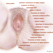 vagina_wanita