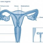 Anatomi Organ Seksual Wanita