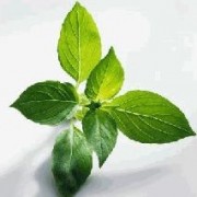 Menghilangkan bau tidak sedap vagina dengan daun Kemangi