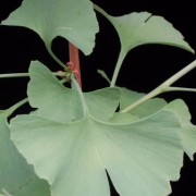 Ginkgo biloba untuk sembuhkan ejakulasi dini