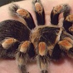 Mengobati Disfungsi Ereksi Dengan Racun Laba-Laba, Tertarik?