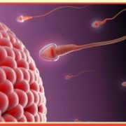 Perkembangan janin minggu ke-2