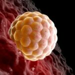 Perkembangan Janin 3 Minggu Dalam Kandungan