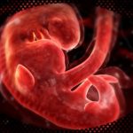 Tahap Perkembangan Janin Usia 4 Minggu Dalam Kandungan