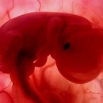 Tahap Perkembangan Janin Saat Hamil Minggu Ke-5