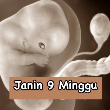 Gambar janin usia 9 minggu dalam rahim