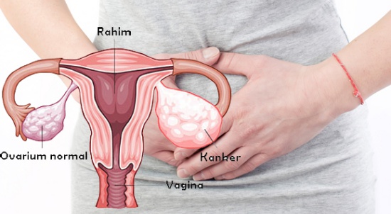 Gambar organ reproduksi wanita