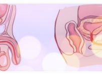 Proses terjadinya ereksi penis